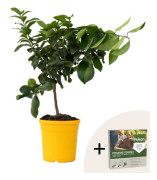Citronträd - Citrus limon - Höjd 60-70cm - ⌀19cm