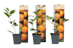 Apelsinträd - Set om 3 - Citrus mitis Calamondin - Höjd 25-40cm - ⌀9cm