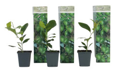 Citronträd - Set om 3 - Citrus limon - Höjd 25-40cm - ⌀9cm