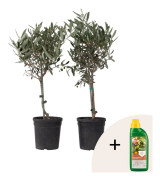Olivträd - Set om 2 - Olea europaea - Höjd 50-60cm - ⌀14cm
