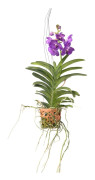 Vanda orkidé - Vanda 'Blue' - Höjd 45-55cm - ⌀12cm