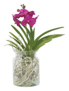 Vanda orkidé - Vanda 'Cerise' - Höjd 40-50cm - ⌀14cm