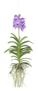 Vanda orkidé - Vanda 'Blue' - Höjd 55-65cm