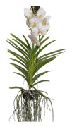 Vanda orkidé - Vanda 'White' - Höjd 55-65cm