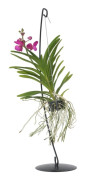 Vanda orkidé - Vanda 'Pink' - Höjd 45-55cm