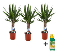 Jättepalmlilja - Set om 3 - Yucca elephantipes - Höjd 50-60cm - ⌀14cm