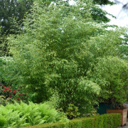 Gyllene Bambu - Phyllostachys aurea (Krukstorlek: 100-125 C5)