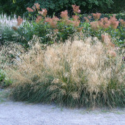 Tuvtåtel - Deschampsia cespitosa Goldtau (Krukstorlek: 0,5-1L)