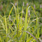 Glansmiskantus - Miscanthus sinensis Navajo (Krukstorlek: 0,5-1L)