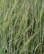 Tuvrör - Calamagrostis acutiflora Avalanche (Krukstorlek: 0,5-1L)
