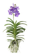 Vanda orkidé - Vanda 'Magic Royal Blue' - Höjd 55-65cm