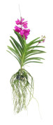 Vanda orkidé - Vanda 'Tayanee Cerise' - Höjd 55-65cm
