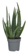 Aloe vera - Aloe barbadensis - Höjd 25-40cm - Pot 10,5cm