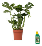 Hålväxt - Monstera deliciosa - Höjd 70-80cm - ⌀21cm
