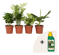 Växtblandning - Set om 4 - Krukväxter - Höjd 25-40cm - ⌀12cm