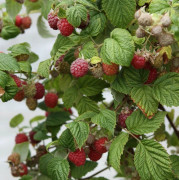 Hallon - Rubus idaeus Willamette (Storlek: C5)