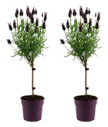 Lavendelträd - Set om 2 - Lavandula stoechas 'Anouk' - Höjd 30-40cm - ⌀12cm