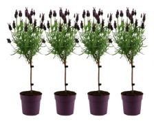 Lavendelträd - Set om 4 - Lavandula stoechas 'Anouk' - Höjd 30-40cm - ⌀12cm