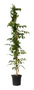 Bignone med trumpetblommor - Campsis taglibuana 'Mme Galen' - H110-120cm - d17cm