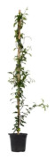 Trachelospermum 'Pink Showers' - Jasmin XL - d17cm - Höjd 110-120cm