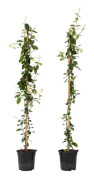 Jasminoides Star of Toscana - Set om 2 - Jasmin - Kruka 17 cm - Höjd 110-120 cm