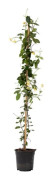 Trachelospermum jasminoides 'Star of Tuscany' - Kruka 17 cm - Höjd 110-120 cm