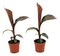 Bananväxt - Set om 2 - Ensete ventricosum 'Maurelli' - Höjd 20-30cm - ⌀9cm