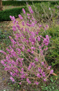 Tibast - Daphne mezereum Rubra (Storlek: 40-50 C7,5)