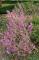 Tibast - Daphne mezereum Rubra (Storlek: 40-50 C7,5)