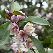 Magnolia - Magnolia Fairy Magnolia ® Blush (Storlek: 50-60 C3)