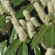 Lagerhägg - Prunus laurocerasus Etna ® (Storlek: 80-90 stam co)