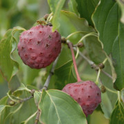 Koreansk Blomsterkornell - Cornus kousa Teutonia (Storlek: 60-80 C7)