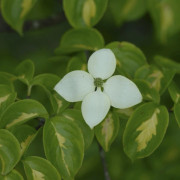Koreansk Blomsterkornell - Cornus kousa Gold Star (Storlek: 60-80 C)