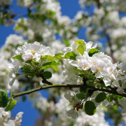 Prydnadsapel - Malus Crittenden (Storlek: 90-110 stam co)