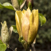 Magnolia (Storlek: 60-80 C5)