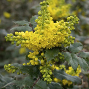 Mahonia - Mahonia x wagneri Pinnacle (Storlek: 30-40 C)