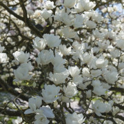 Yulanmagnolia - Magnolia denudata Double Diamond (Storlek: 50-60 C5)