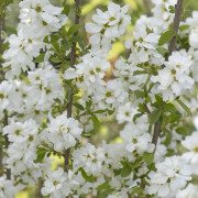 Pärlbuske - Exochorda x macrantha Magical Springtime ® (Storlek: 40 C3)