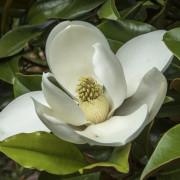 Kungsmagnolia - Magnolia grandiflora Kay Paris (Storlek: 50-60 C4)