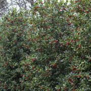 Hybridjärnek - Ilex Nellie R. Stevens (Storlek: 30-40 C3)