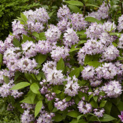 Deutzia - Deutzia Raspberry Sundae ® (Storlek: busk C3)