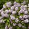 Cramers Blommor