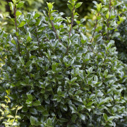 Blå Järnek - Ilex x meserveae Heckenpracht ® (Storlek: 30-40 C3)