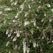 Kyskhetsträd - Vitex agnus-castus Albus ® (Storlek: 25-30 C3)