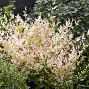 Himmelsbambuträ/Nandina - Nandina domestica Twilight ® (Storlek: busk C2)