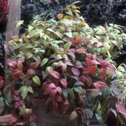 Himmelsbambuträ/Nandina - Nandina domestica Firepower ® (Storlek: busk C2)