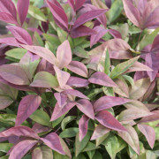 Himmelsbambuträ/Nandina - Nandina domestica Blush Pink ® (Storlek: busk C2)