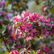 Rönnbärsapel - Malus toringo Scarlett (Storlek: 120 stam C7,5)