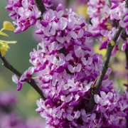 Amerikanskt Judasträd - Cercis canadensis The Rising Sun ® (Storlek: 40-60 C6)