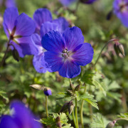 Praktnäva - Geranium himalayense Gravetye (Krukstorlek: 0,5-1L)